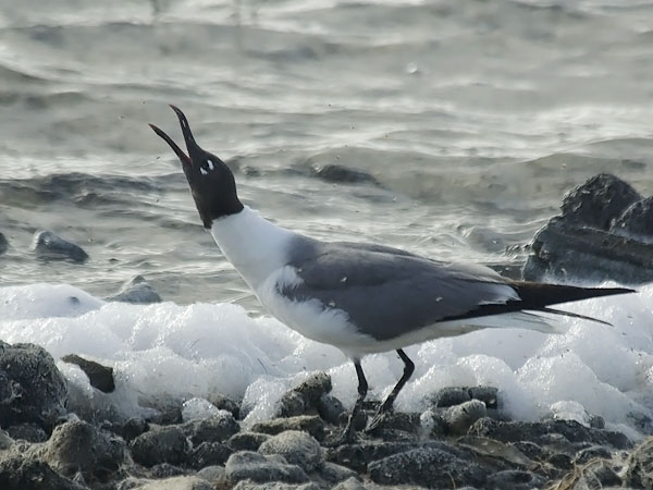 Nokisiipilokki, Laughing Gull, Larus atricilla